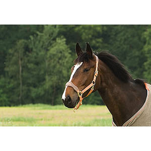 Doté des caractéristiques de la gamme nylon EQUI-THÈME, le modèle "Luxe" est équipé d'une muserolle et d'une têtière entièrement doublées polaire, pour davantage de confort et limiter les frottements. Forme originale "zigzag" avec broderies logos EQUI-THÈME contrastées. Les montants sont également doublés polaire en face interne. Double réglage de la têtière. 