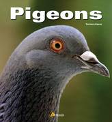 Représentant le plus connu de la famille des Columbidés, le pigeon compte une cinquantaine d’espèces. 
Son ancêtre le biset, encore présent à l’état sauvage, a laissé sa marque de fabrique sur les représentants des deux cents races domestiques qui peuplent nos campagnes et nos villes. 
Bleu, noir, rouge, jaune ou blanc, tête fine ou allongée, bec avec morilles ou nu, cou long ou court, poitrine large ou arrondie, queue large ou longue... Il y en a pour tous les goûts !
Et l’homme, éleveur de pigeons depuis des millénaires, ne s’y est pas trompé.

2008 - 120 Pages