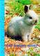 LIVRES - les lapins nains