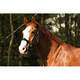 LICOL ET LONGE - licol equitheme luxe