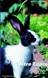 LIVRES - votre lapin