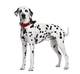 CAMERA POUR CHIENS