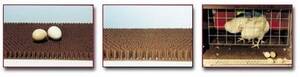 TAPIS FOND DE NID ASTROTURF - tapis fond de nid astroturf 1 x 6,80