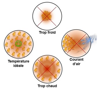 POUSSINS ET TEMPERATURE